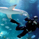 Sandbar shark (Carcharhinus plumbeus) in the shark tank of the Tropicarium in Budapest, Hungary.